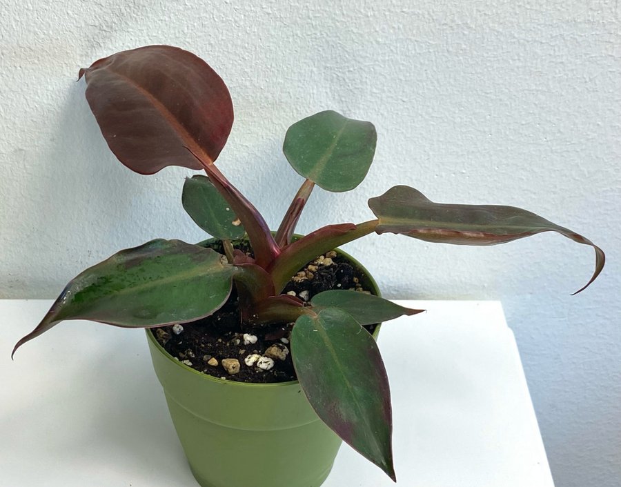 Philodendron ”Red Sun"