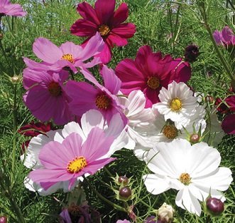 Cosmos bipinnatus - Rosenskära