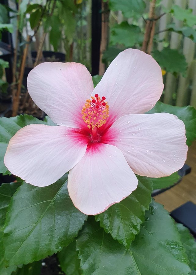 Hibiscus Natal, sista planta