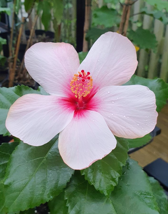 Hibiscus Natal, sista planta