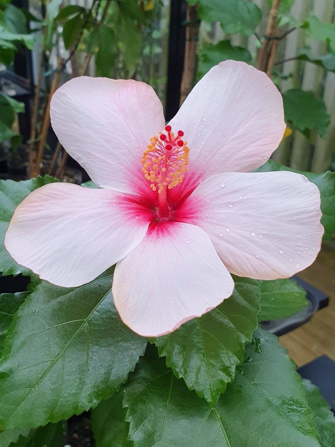 Hibiscus Natal, sista planta