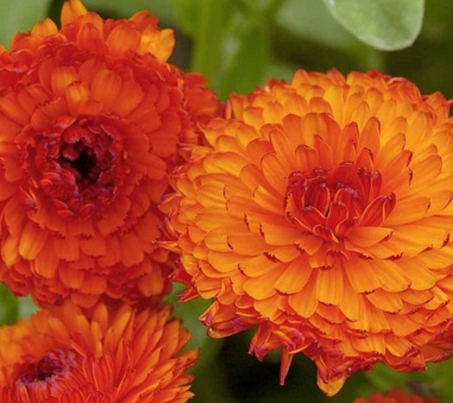 Calendula 'Orange King ' - Ringblomma