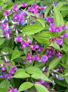 Lathyrus vernus - Vårärt