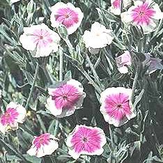 Lychnis coronaria ' Angels Blush' - Purpurklätt