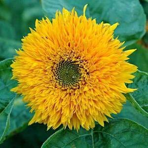 Helianthus annuus 'Teddy Bear' - Solros