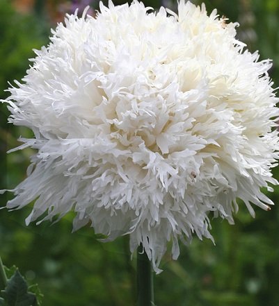 Papaver somniferum laciniatum 'Swansdown' - Fjädervallmo