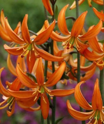 Lilium martagon 'Orange Marmalade' - Krollilja