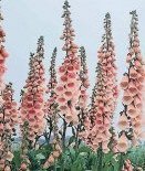 Digitalis purpurea 'Apricot' - Fingerborgsblomma