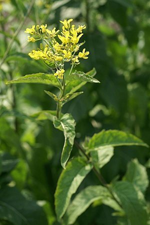 Hesperis lutea - Gul nattviol