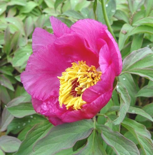 Paeonia officinalis 'Rosea' - Rosa bergpion