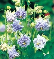 Aquilegia vulgaris 'Winky Lavender' - Akleja