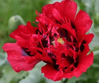 Papaver somniferum 'Seriously Scarlet' - Opievallmo