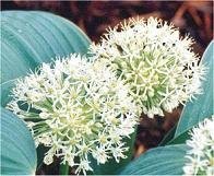 Allium karataviense 'Ivory Queen' - Bollök