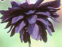 Aquilegia vulgaris 'Black Barlow' - Akleja