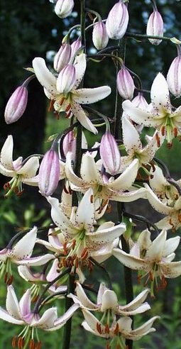 Lilium martagon 'Ivory Gem' - Krollilja