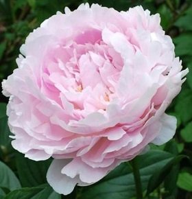 Paeonia lactiflora 'Pillow Talk' - Luktpion