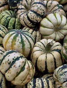 Cucurbita pepo 'Sweet Dumpling' - Vintersquash