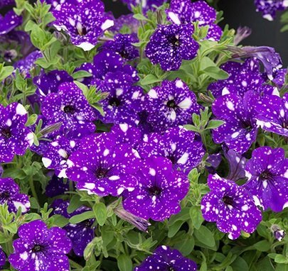 Petunia hybr 'Night Sky' - Petunia