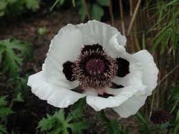 Papaver orientale 'Royal Wedding' - Jättevallmo