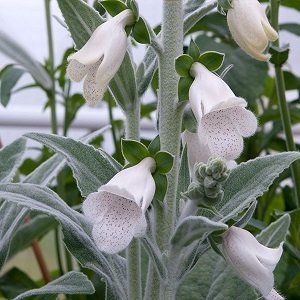 Digitalis purpsspheywoodii 'Silver Fox' -Fingerborgsblomma