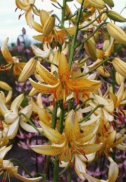 Lilium martagon 'Candense' - Krollilja