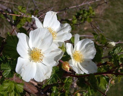 Rubus deliciosus - Brudhallon