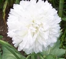 Papaver paeoniflorum 'Alba' - Pionvallmo