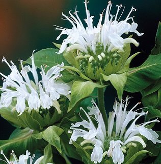 Monarda didyma 'White' - Temynta