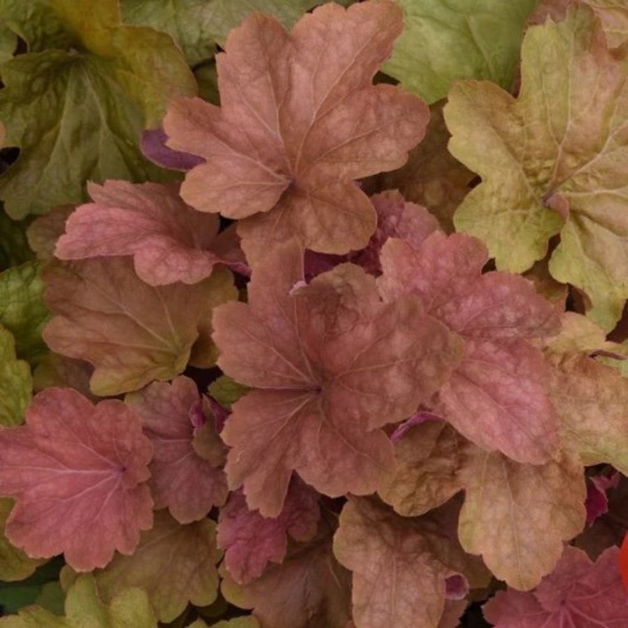 Heuchera x villosa Big Top Caramel Apple