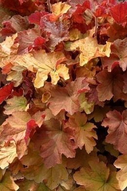 Heuchera x villosa Big Top Caramel Apple