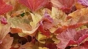 Heuchera x villosa Big Top Caramel Apple