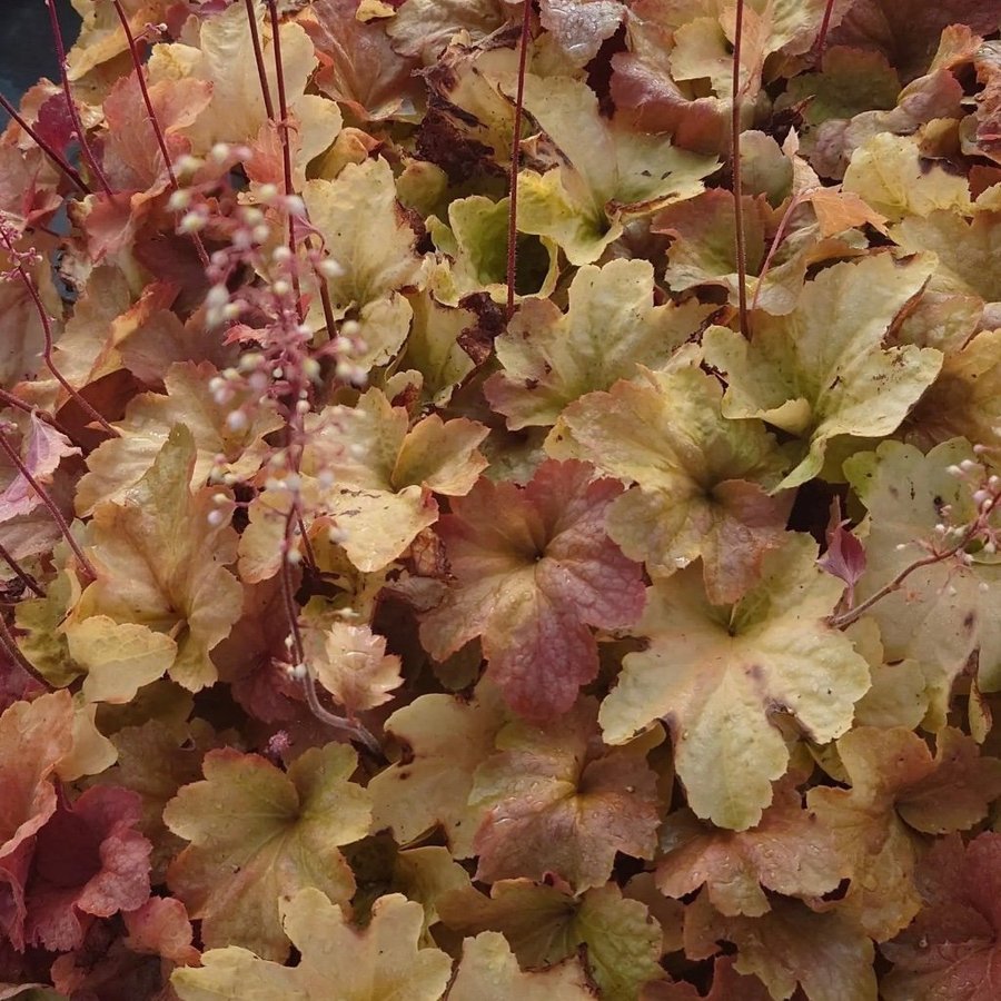 Heuchera x villosa Big Top Caramel Apple