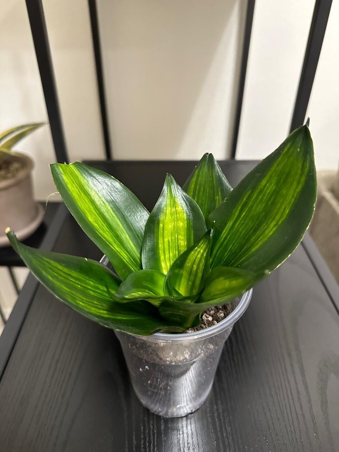 Sansevieria trifasciata Hahnii ’Green Mould Variegated' (Indonesien)