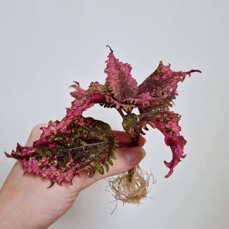 Palettblad/coleus • BANDIT QUEEN • rotad stickling