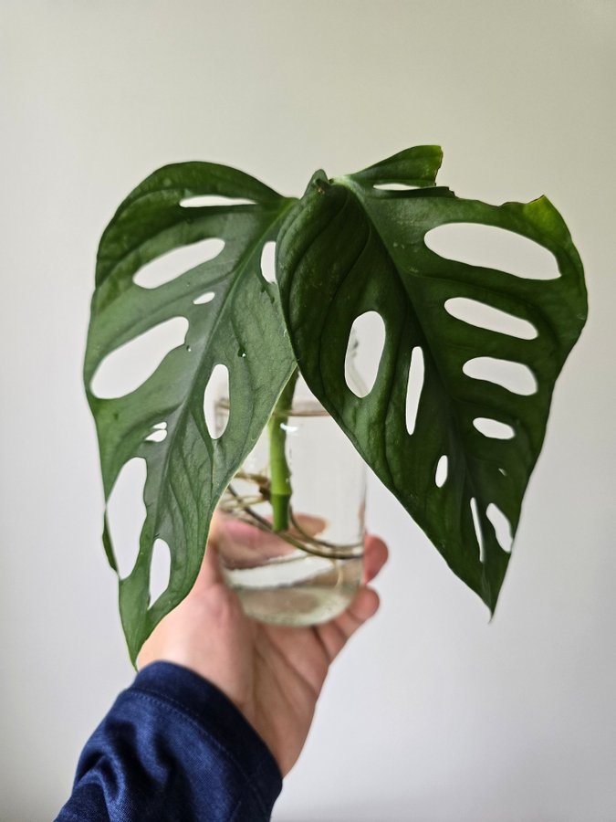 Stor Monstera Adansonii Monkey mask (Nr1)