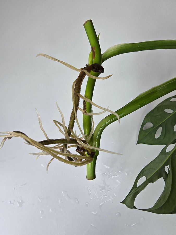 Stor Monstera Adansonii Monkey mask (Nr1)