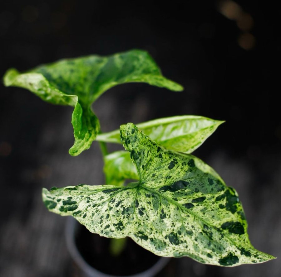 Syngonium Mottled Mojito