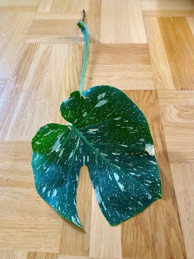 Monstera Thai Constellation