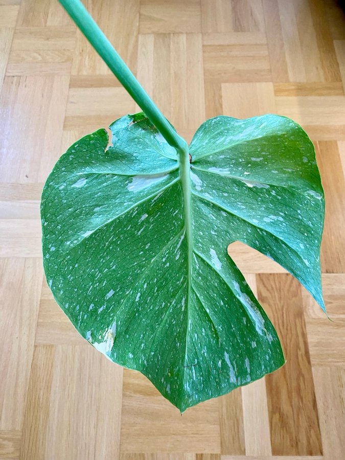 Monstera Thai Constellation