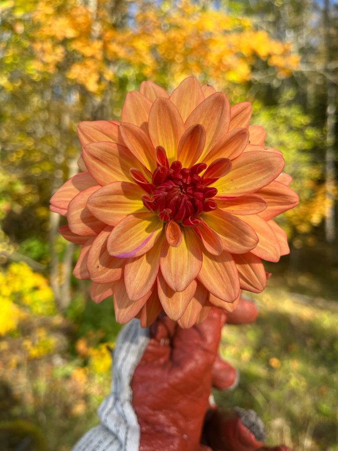 Dahlia Dahliaknöl orange/röd sort