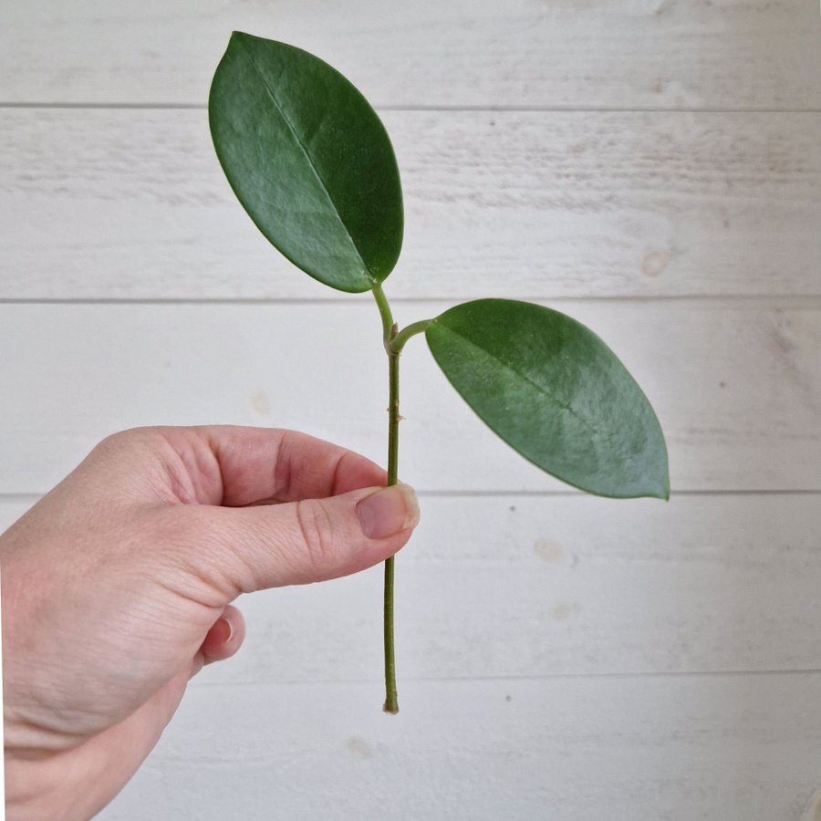 Hoya carnosa "porslinsblomma" stickling