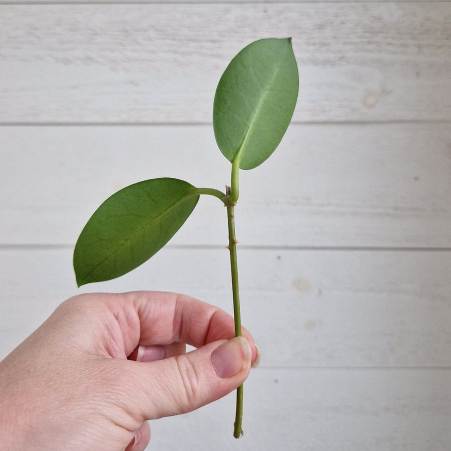 Hoya carnosa "porslinsblomma" stickling