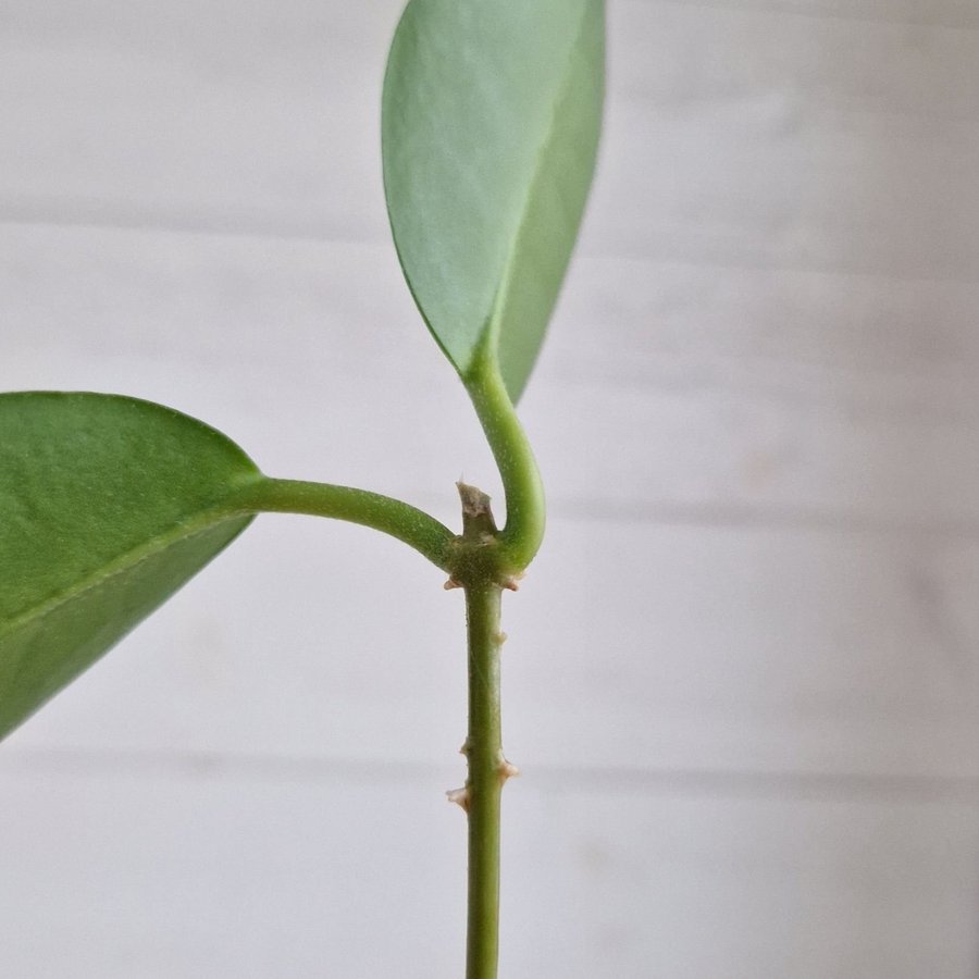 Hoya carnosa "porslinsblomma" stickling