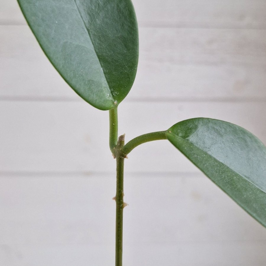 Hoya carnosa "porslinsblomma" stickling