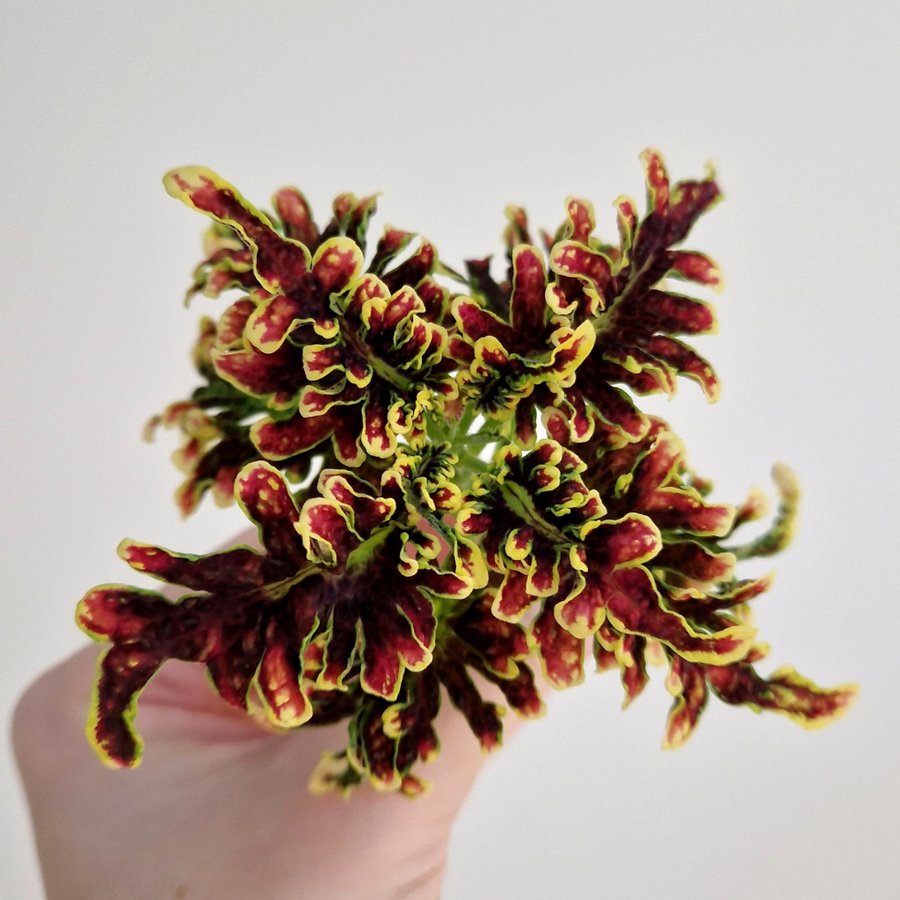 Palettblad/coleus • COPPER CORAL (UTS) • stickling