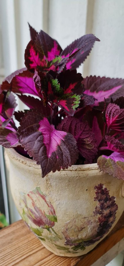 Coleus nässelblad China Rose planta