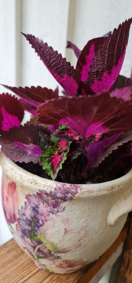 Coleus nässelblad China Rose planta