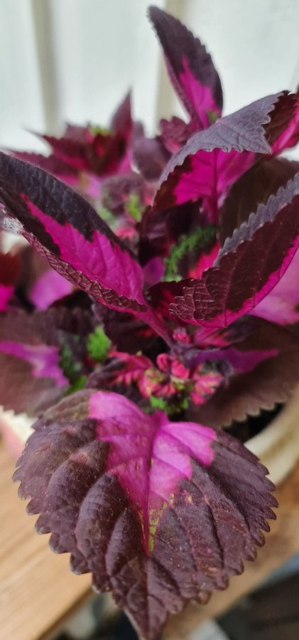 Coleus nässelblad China Rose planta