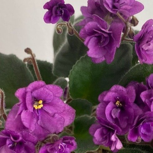 Purple African Violet Saintpaulia leaves