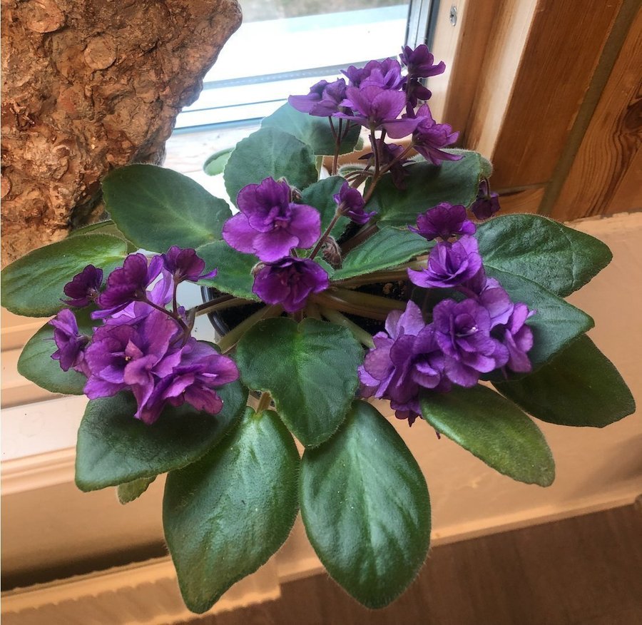 Purple African Violet Saintpaulia leaves